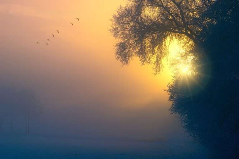 fog, dawn, birds-3196953.jpg